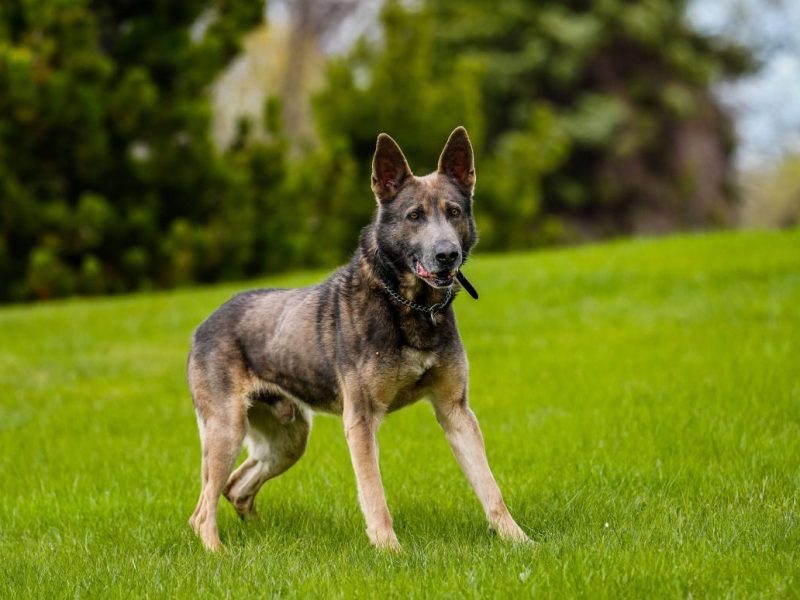 Hund spielt auf Wiese