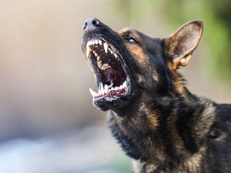Hund zeigt seine Zähne und reißt Maul auf