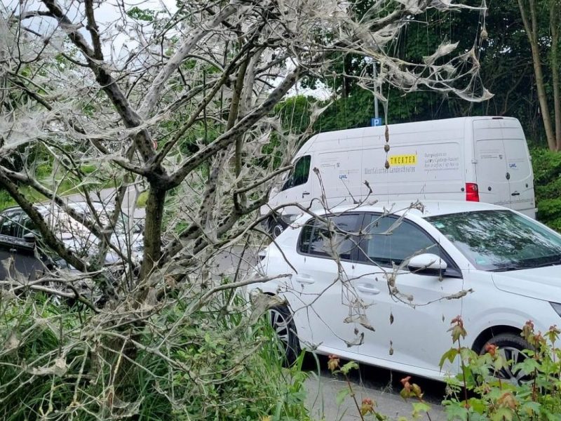 Aufnahmen von Gespinstmotten an einem Baum in Castrop (Ruhrgebiet)