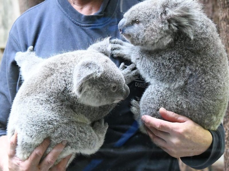 Zoo Duisburg Koalas