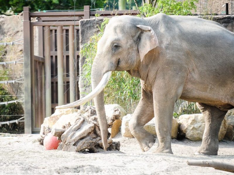 Allwetter Zoo Münster
