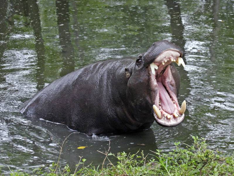 Duisburger Zoo, Zwergflusspferde, Liebesbeziehung