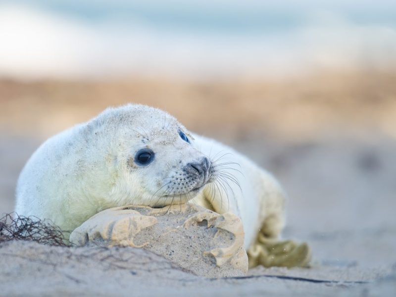 Urlaub an der Nordsee