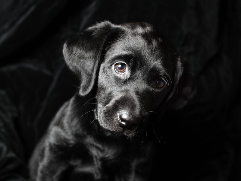 kleiner schwarzer Hund