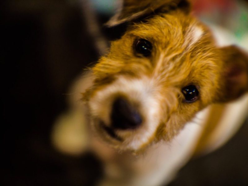 Kleiner Terrier-Hund