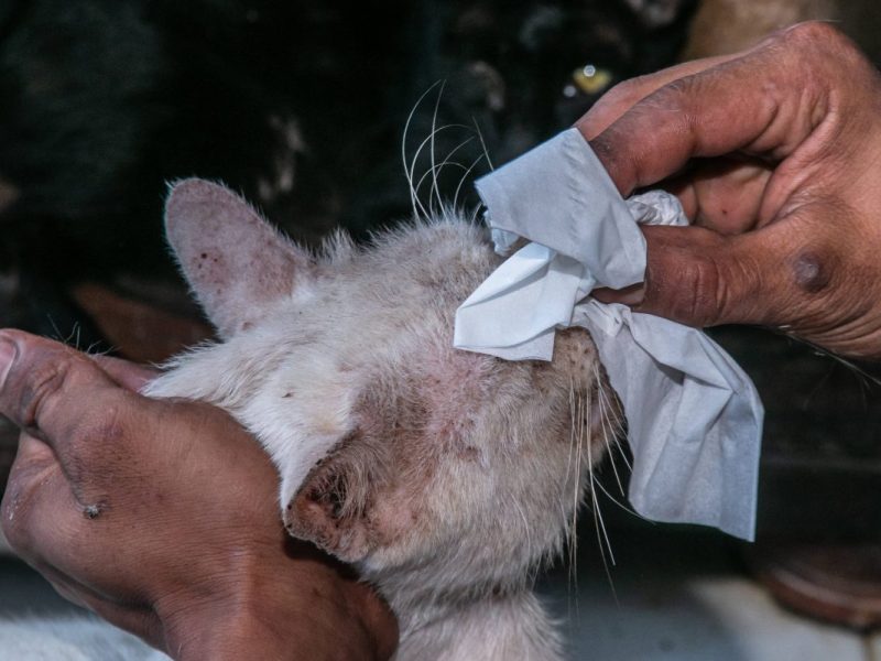 NRW-Tierheim Solingen