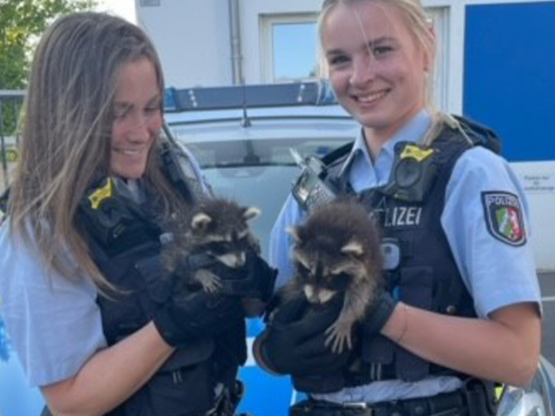Waschbär Polizei nrw