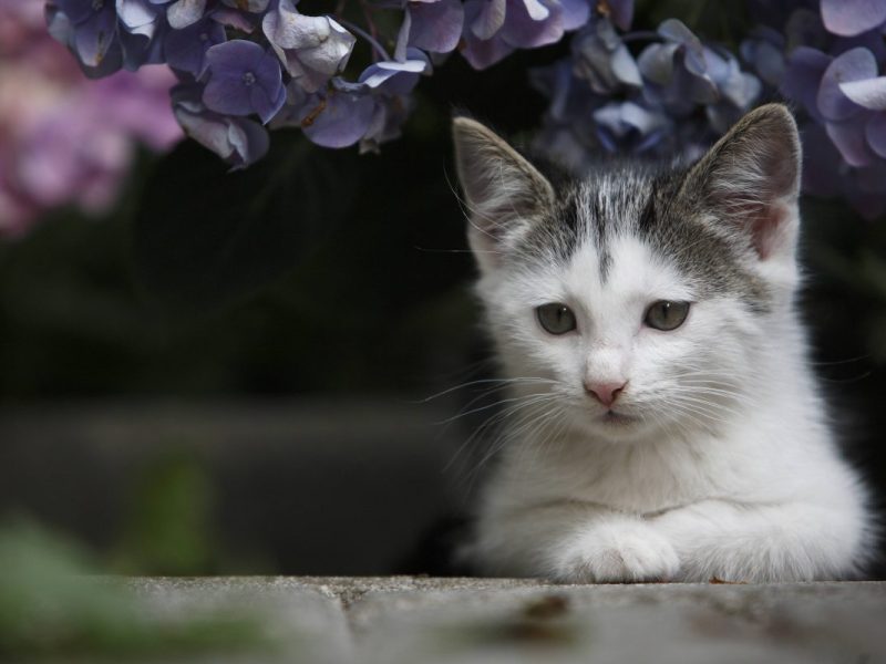 In einem Tierheim in NRW wurde der Kater Hein abgegeben. Damals noch mit Freund Jupp. Aber der ist jetzt Tod. Daher ist Kater Hein sehr traurig und sucht ein neues zu Hause.