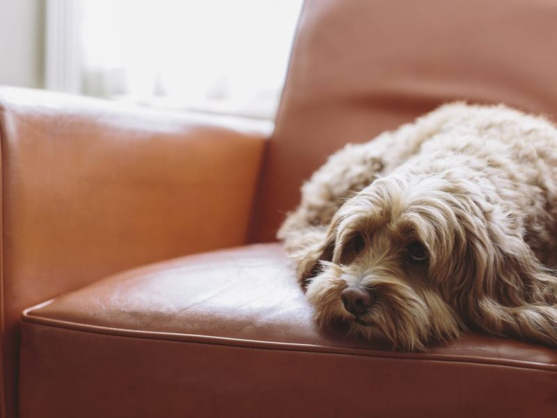 kleiner Hund liegt auf Sessel