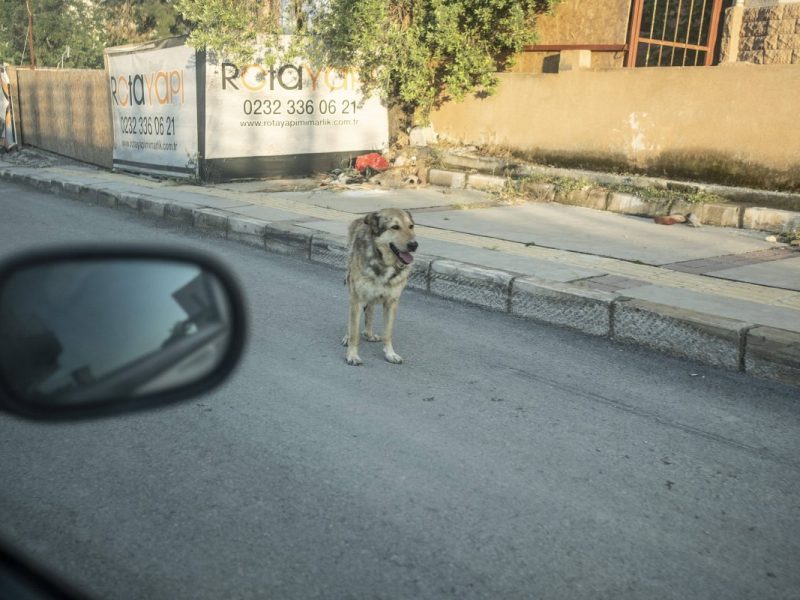 Hund auf der Straße