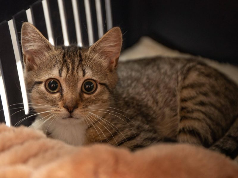 Tierheim Bochum: Katzen Schicksa