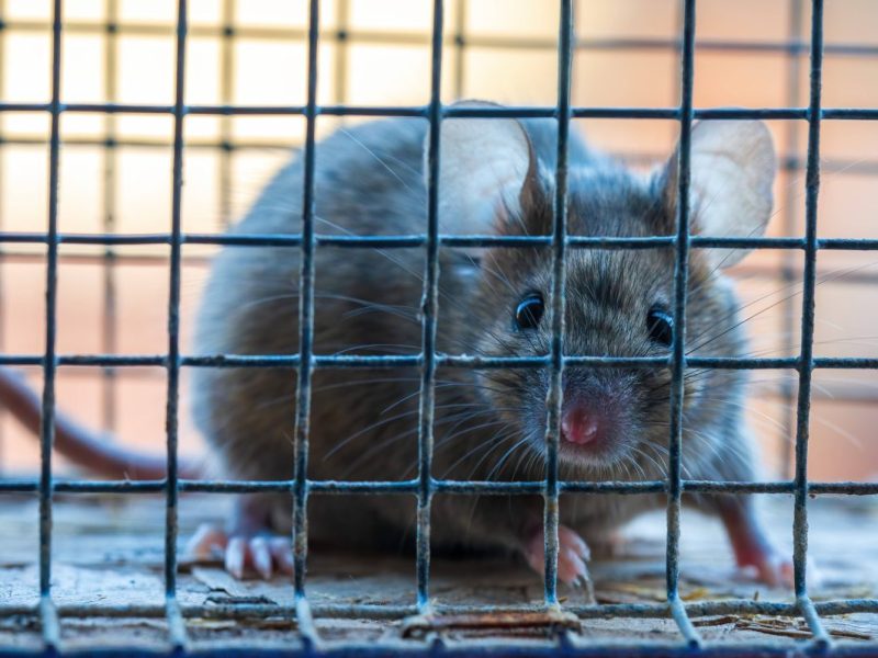 Oberhausen: Rattenproblem in der Stadt. Kita-Leiterin besorgt.