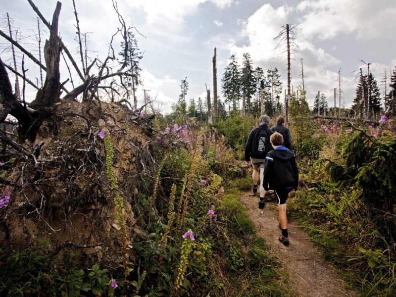 Wald in NRW, Wanderer und umgestürzte Bäume