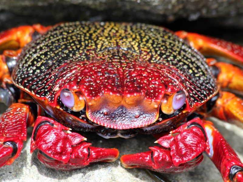 Urlaub auf Mallorca. Mögliche Krabbenplage. Wissenschaftler bitten um Mithilfe.