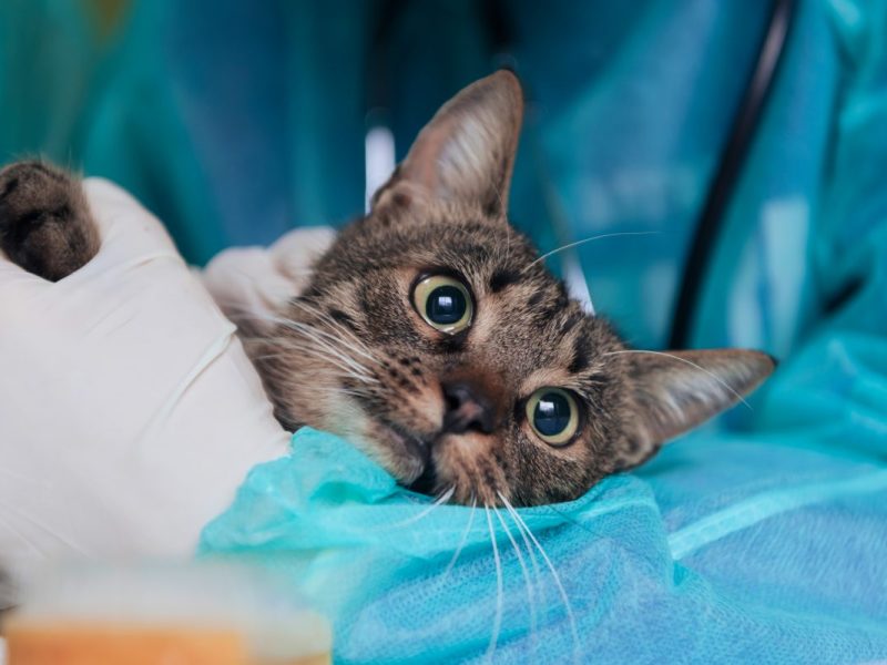 Tierheim Dorsten in NRW: EKH-Katze in sehr schlechtem Zustand ist nicht mehr zu helfen. Tierheim entscheidet sich das Tier einzuschläfern.