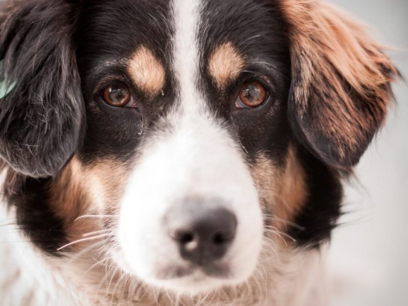 Tierheim Duisburg muss mit dem hübschen Tschibo auf die Krankenstation, weil er eine Granne verschluckt hat.