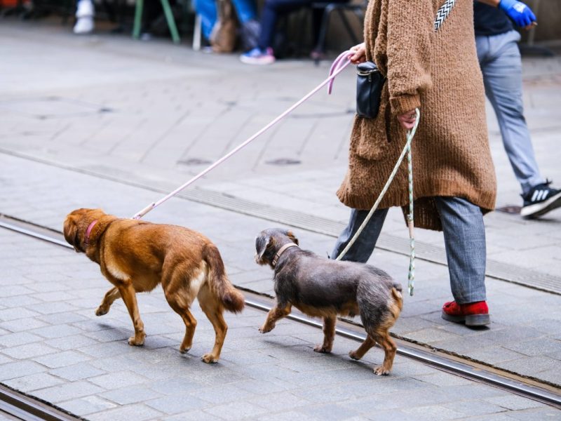 Tierheim Duisburg: Verzweifelte Bitte an alle Hundefreunde!