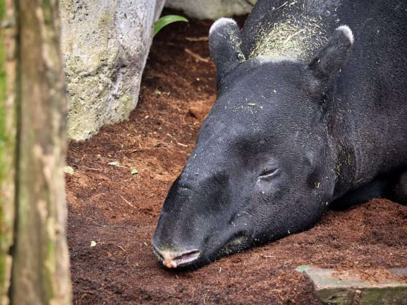 Schlafendes Tapir im Zoo