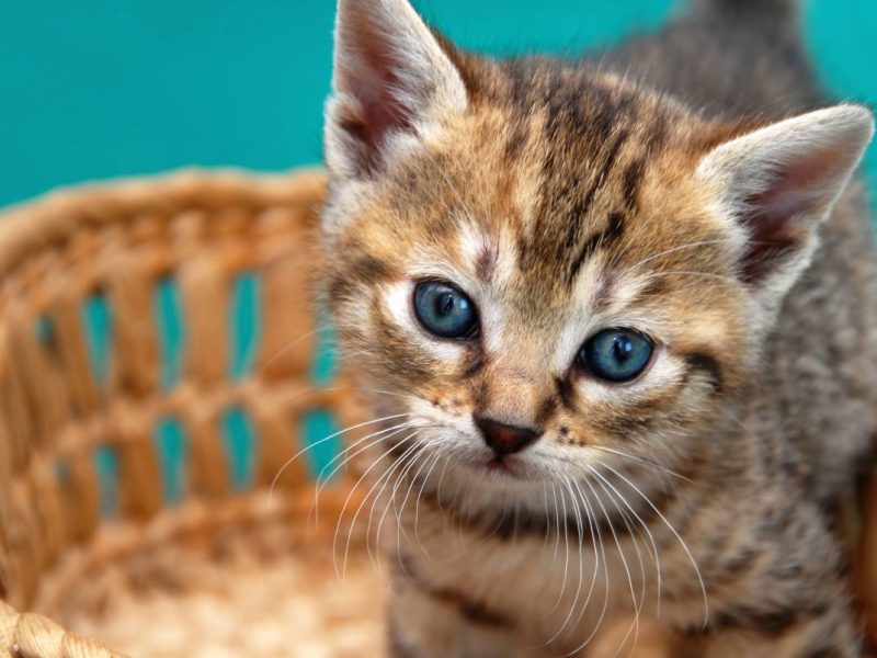 Tierheim in NRW muss umziehen und daher ist das Katzenhaus zu voll. Deswegen versucht das Tierheim über Facebook ein paar Katzen zu vermitteln.