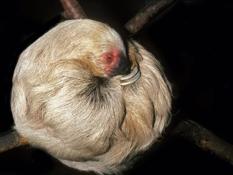 Zoo in NRW: Faultierdame Lulu stirbt bis mindestens 50 Jahren. Der Krefelder Zoo geht von einem natürlichen Tod aus.