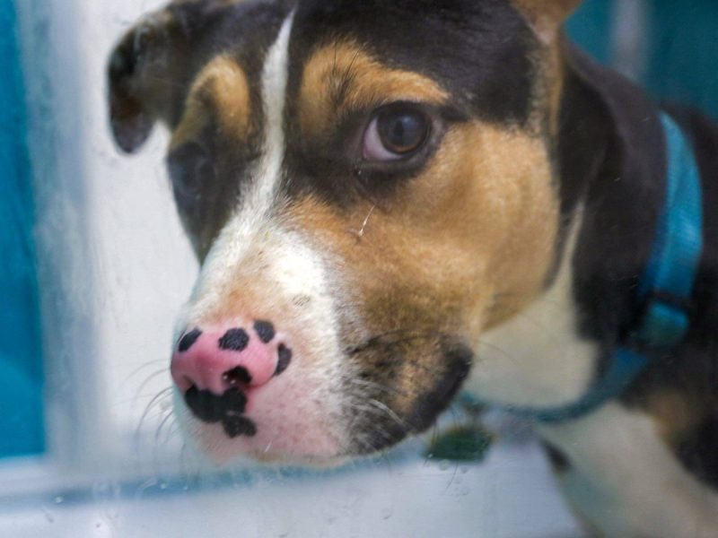 Hund in Gelsenkirchen wird von seinem Besitzer geschlagen und gewürgt. Polizei entzieht ihm den Hund.