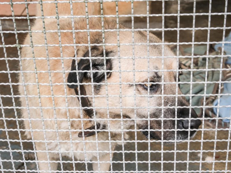 Hund im Tierheim Duisburg hinter Gittern