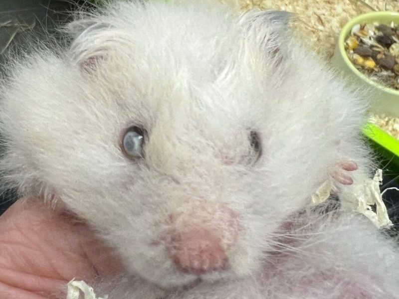 Hamster Harald im Tierheim in NRW