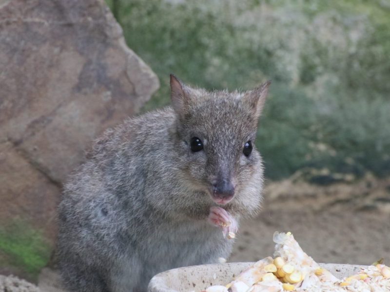 Ein Bürstenschwanzratten-Känguru im Zoo Duisburg.