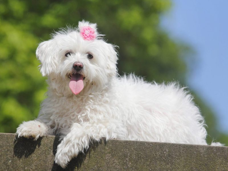Hund in NRW wird durch Tierheim schnell in neue Familie vermittelt. Die schickt den Hund aber postwendend zurück.