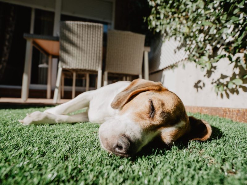 Hunde-Welpe in Dortmund brutal angegriffen!