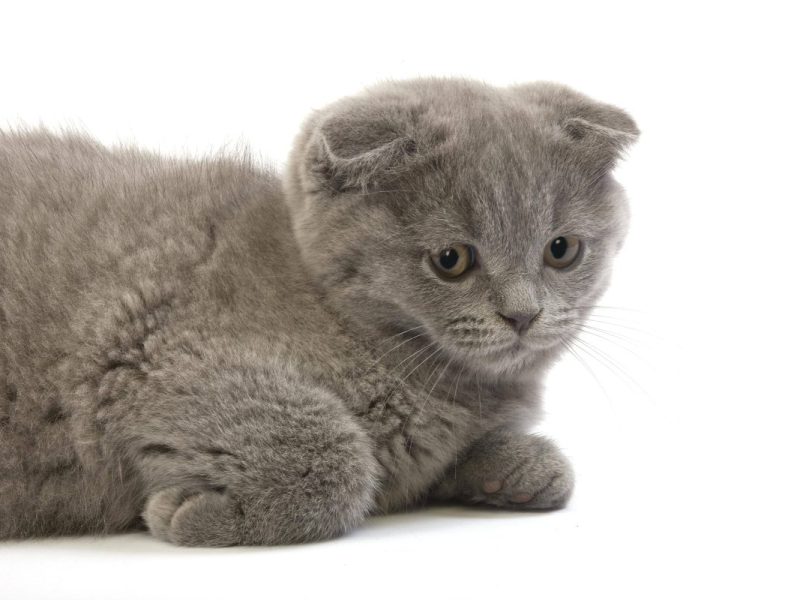 Tierheim in Moers ist sauer, weil eine Qualzucht bereits nach kurzer Zeit einen Kater ins Tierheim bringt.