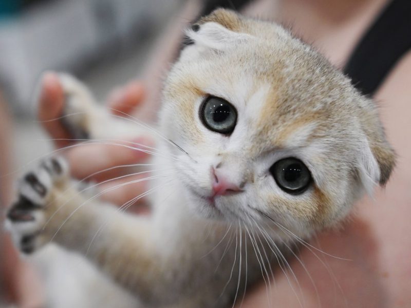 Tierheim in NRW findet drei Kitten in einem verlassenen Karton und ist entsetzt.