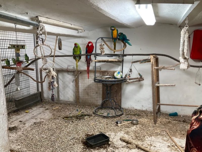 Papageien in einem Haus in Essen