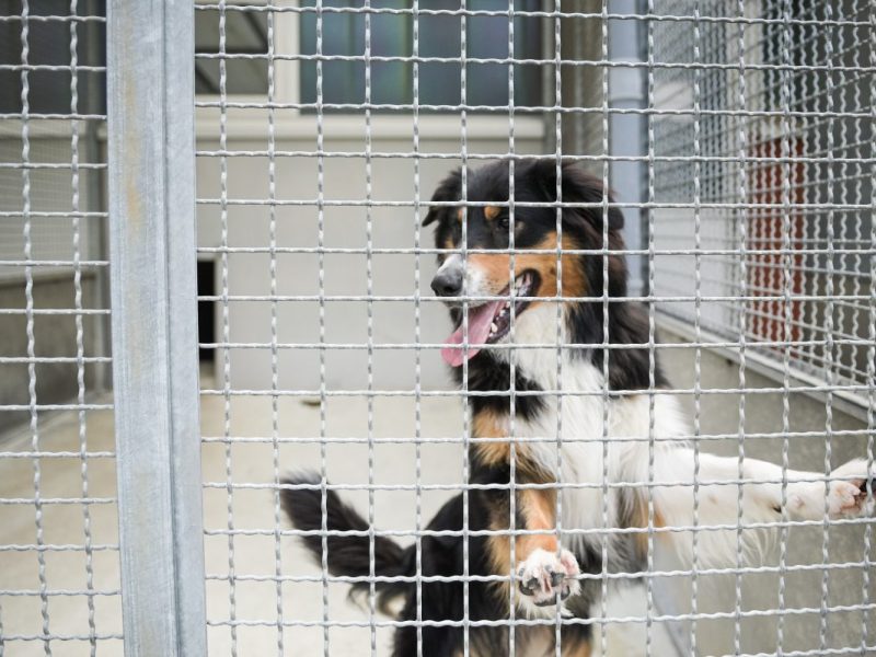 Hund im Tierheim Bochum