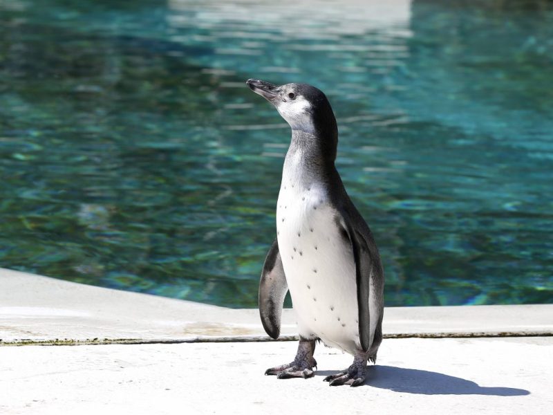 Tierpark Bochum: Event im Oktober geplant