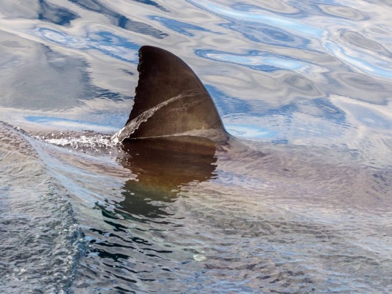Im Dortmunder Ems-Kanal wurde eine dreieckige Rückenflosse gesichtet. Zeugen vermuten einen Hai.