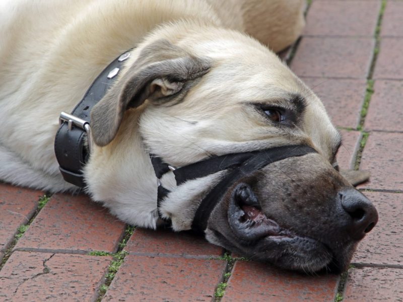 Tierheim Mülheim finden angeleinten und zurück gelassenen Kangal-Hund. Tierfreunde sind schockiert.