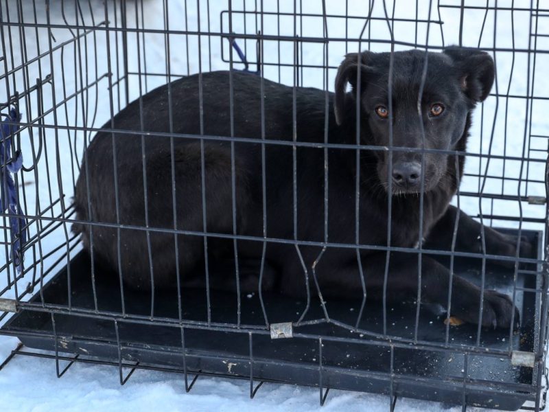 Hund in Duisburg: Schicksalsschläge gehen weiter