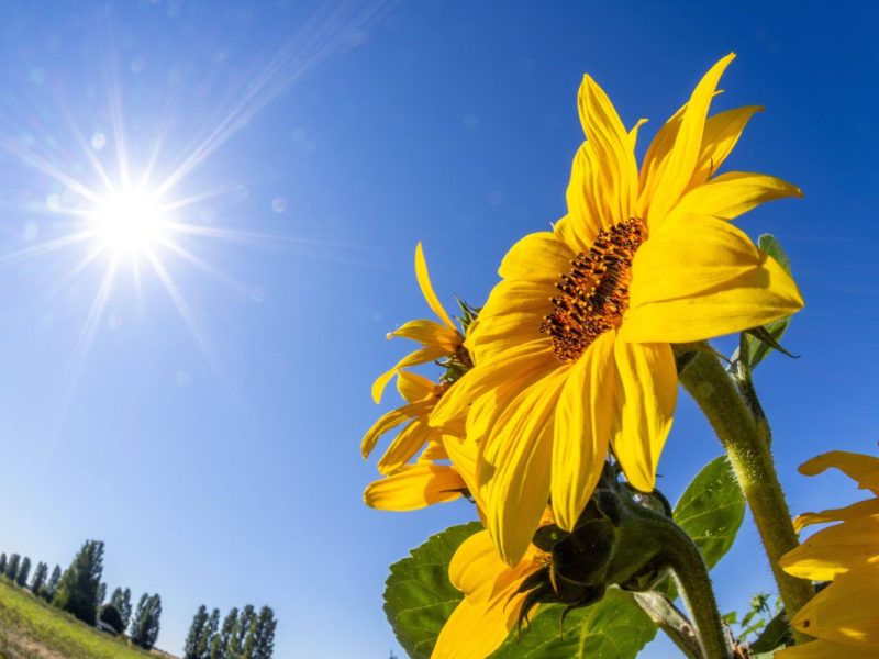 Wetter in NRW: Der Meteorologe Dominik Jung erwartet einen heftigen Wetterumschwung. Der Sommer soll zurückkehren.