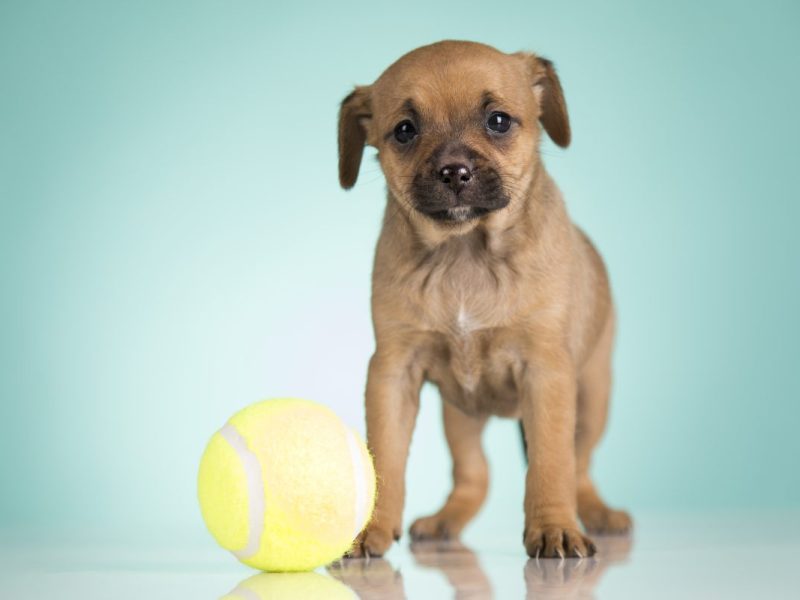 Tierheim in Essen startet verzweifelten Aufruf. Dem Tierheim geht das Futter aus. Facebook-User helfen sofort.