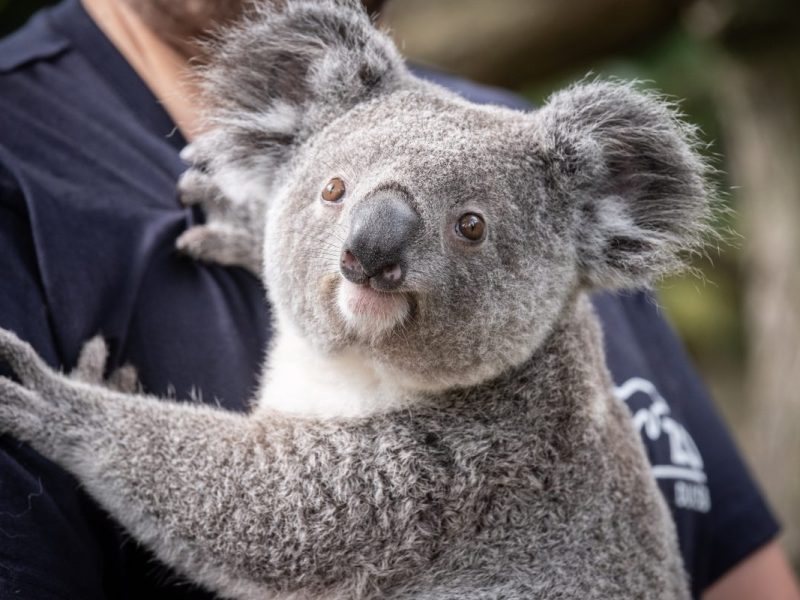 Zoo Duisburg: freier Eintritt