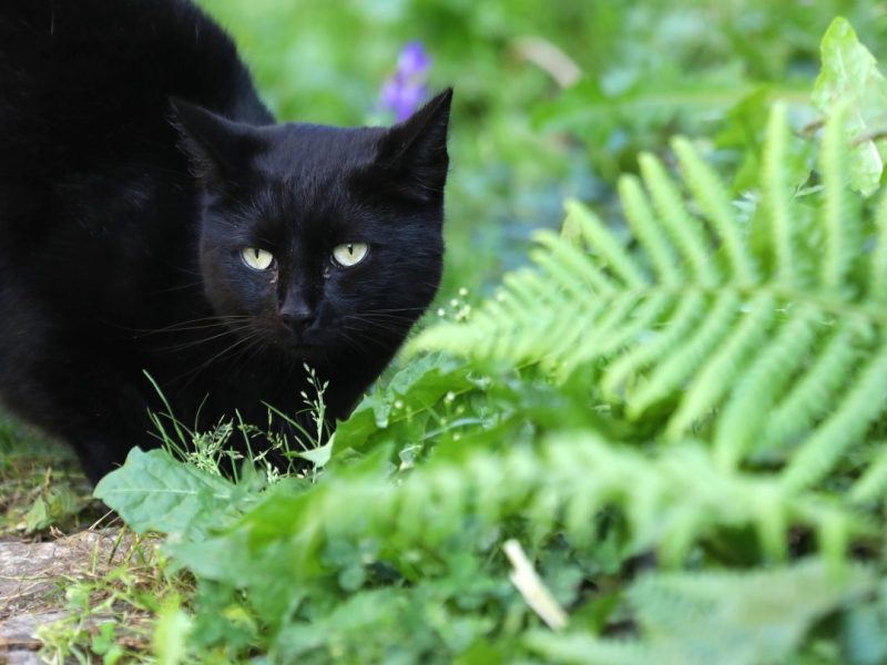 NRW-Tierheim schwarze Katze