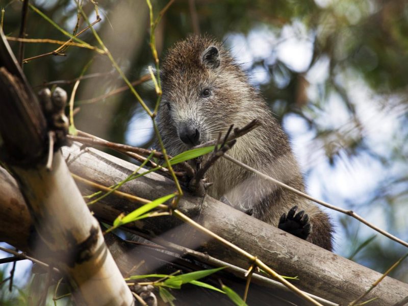 Ein Zoo in NRW ist äußerst überrascht über das Verhalten von einem Nagetier.