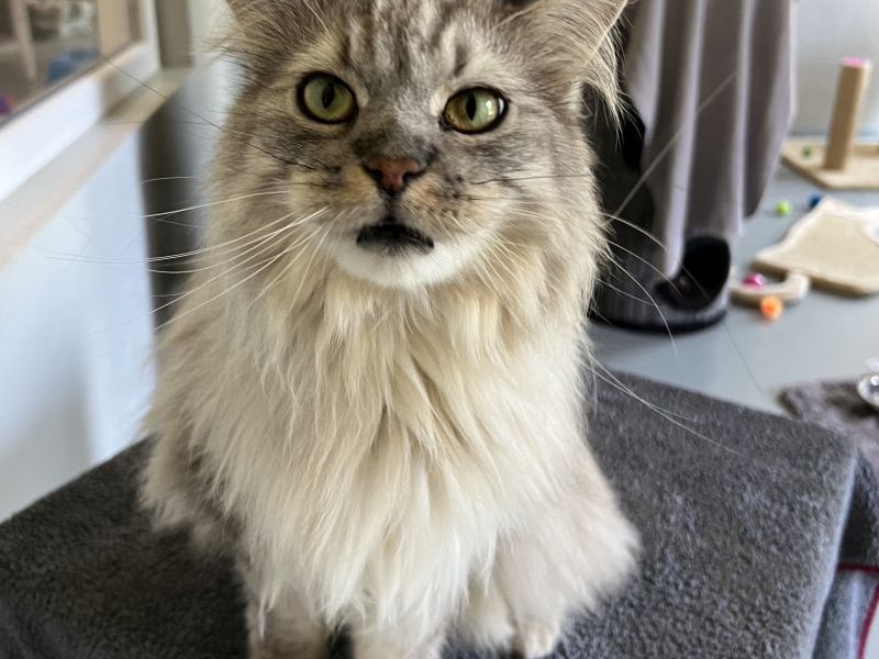 Das Tierheim in Bergheim ist fassungslos über das Verhalten der Besitzer von Kater Norbert.