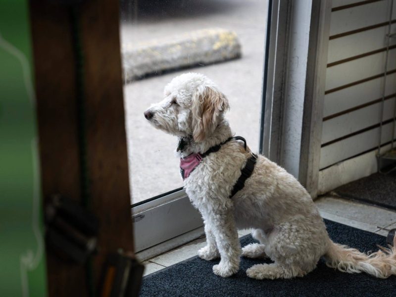 Tierheim im Ruhrgebiet