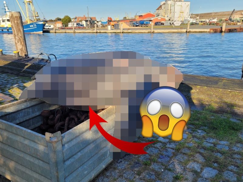 Nordsee, Büsum, Hafen