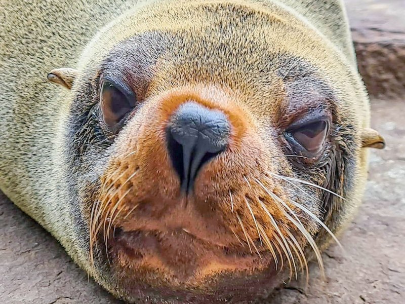 Zoo Dortmund Seebär Ronja
