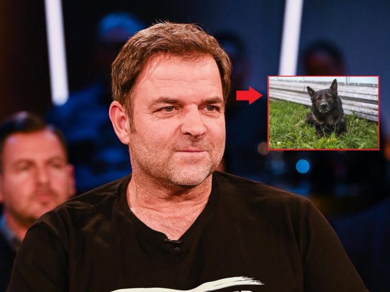 Martin Rütter erzählt von einem traurigen Hundeschicksal (Symbolbild).