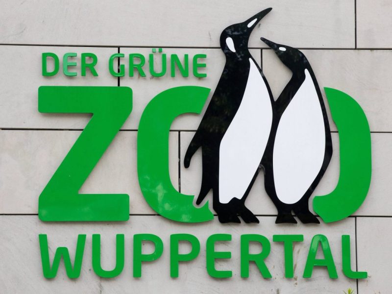 Der Wuppertal Zoo hatte in der letzten Zeit mit dem Seelöwen-Bullen Teun einen besonderen Gast. Dieser ist jetzt aber wieder zurück in die Zoom Erlebniswelt Gelsenkirchen gezogen.