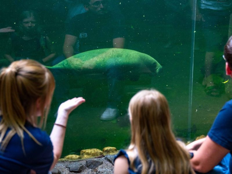 Seekuh im Zoo Duisburg